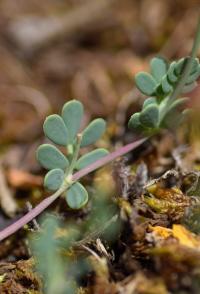 Coronilla minima subsp minima