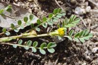 Hippocrepis biflora