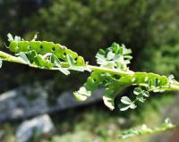 Hippocrepis biflora