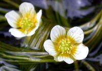 Ranunculus penicillatus