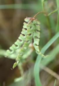 Hippocrepis ciliata