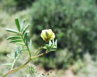 Hippocrepis ciliata