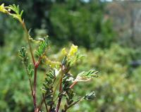 Hippocrepis ciliata