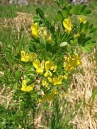 Hippocrepis emerus subsp. emerus