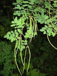 Hippocrepis emerus subsp. emerus