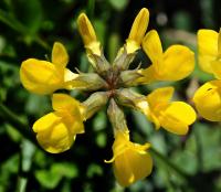 Hippocrepis comosa subsp. comosa