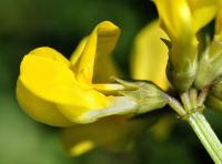 Hippocrepis comosa subsp. comosa