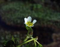 Ranunculus trichophyllus