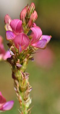 Onobrychis viciifolia