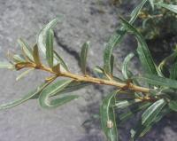 Hippophae rhamnoides