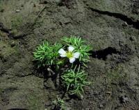 Ranunculus trichophyllus