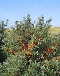 Hippophae rhamnoides