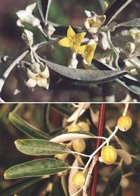 Elaeagnus angustifolia