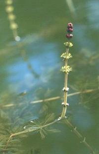 Myriophyllum verticillatum