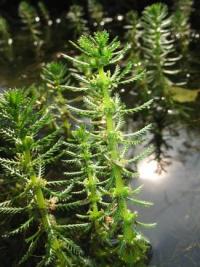 Myriophyllum verticillatum