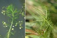 Myriophyllum verticillatum