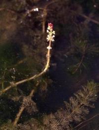 Myriophyllum spicatum