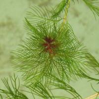 Myriophyllum spicatum