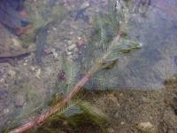 Myriophyllum spicatum