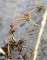 Myriophyllum alterniflorum