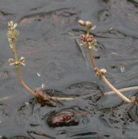 Myriophyllum alterniflorum