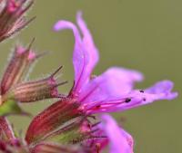 Lythrum salicaria