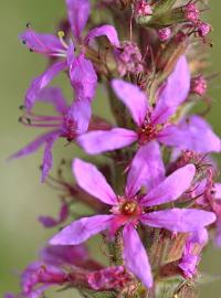 Lythrum salicaria