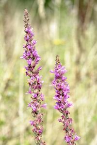 Lythrum salicaria