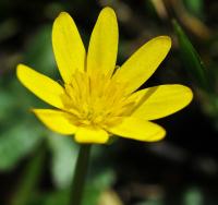 Ranunculus ficaria