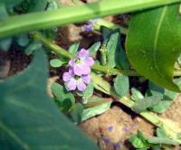 Lythrum borysthenicum