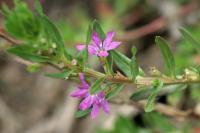 Lythrum hyssopifolia