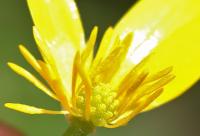 Ranunculus ficaria