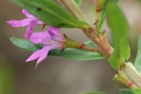 Lythrum hyssopifolia