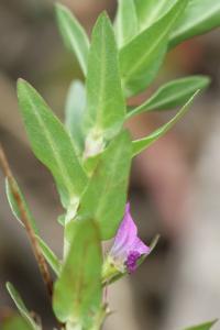 Lythrum hyssopifolia Lythrum hyssopifolia