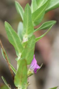 Lythrum hyssopifolia