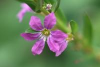 Lythrum hyssopifolia