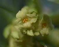 Daphne laureola subsp. laureola