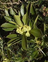 Daphne laureola subsp. laureola