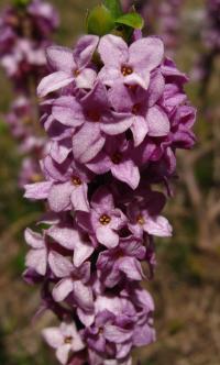 Daphne mezereum