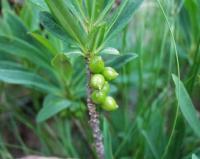 Daphne mezereum