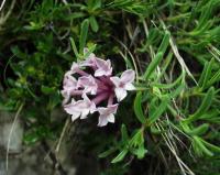 Daphne cneorum