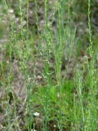 Thymelaea passerina