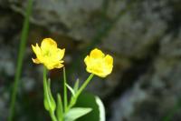 Ranunculus thora