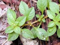 Ludwigia palustris