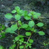 Ludwigia palustris