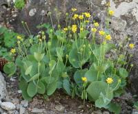 Ranunculus thora