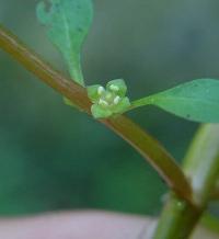 Ludwigia palustris