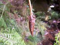 Athyrium filix-femina