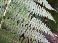 Athyrium filix-femina