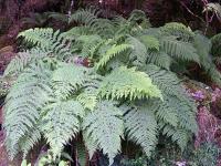 Athyrium filix-femina